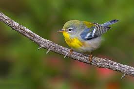 Image result for Parula americana
