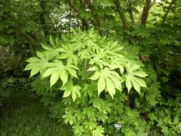 Attēlu rezultāti vaicājumam “Kalopanax septemlobus fruit”