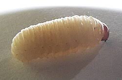 Attēlu rezultāti vaicājumam “Curculio nucum”