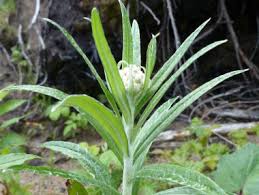 Attēlu rezultāti vaicājumam “Anaphalis margaritacea leaf”