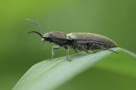 Attēlu rezultāti vaicājumam “Cidnopus aeruginosus”