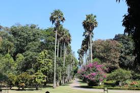 Image result for шри ланка королевский ботанический сад