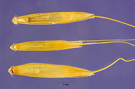 Attēlu rezultāti vaicājumam “Elymus caninus”