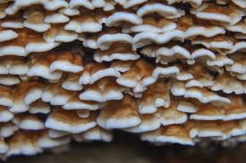 Attēlu rezultāti vaicājumam “Plicaturopsis crispa”