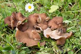 Attēlu rezultāti vaicājumam “Disciotis venosa”