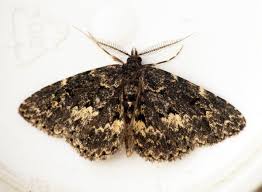 Attēlu rezultāti vaicājumam “Parascotia fuliginaria”