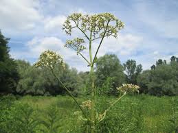 Image result for Baldrian