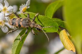 Attēlu rezultāti vaicājumam “Rhagium mordax”