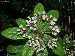 Attēlu rezultāti vaicājumam “Physarum rubiginosum”