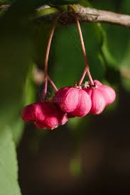 Attēlu rezultāti vaicājumam “Euonymus fruit”