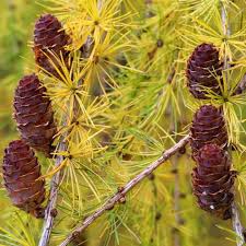 Attēlu rezultāti vaicājumam “Larix kaempferi fruit”