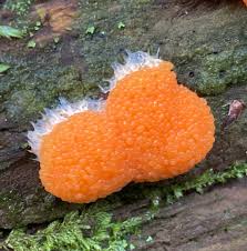 Attēlu rezultāti vaicājumam “Tubifera ferruginosa (subsp. ferruginosa)”