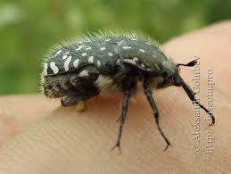 Attēlu rezultāti vaicājumam “Oxythyrea funesta imago”