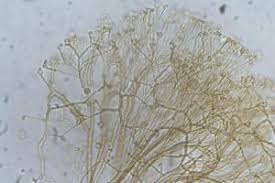 Attēlu rezultāti vaicājumam “Clastoderma debaryanum”