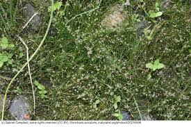 Attēlu rezultāti vaicājumam “Eleocharis acicularis”