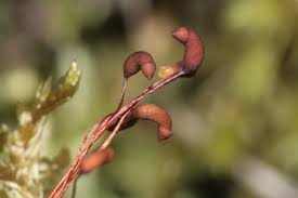 Attēlu rezultāti vaicājumam “Pleurozium schreberi”