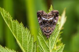 Attēlu rezultāti vaicājumam “Protodeltote pygarga”