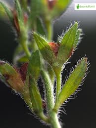 Attēlu rezultāti vaicājumam “Veronica chamaedrys bud”