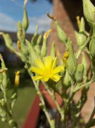 Attēlu rezultāti vaicājumam “Lactuca sativa flower”