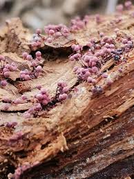 Attēlu rezultāti vaicājumam “Cribraria purpurea”