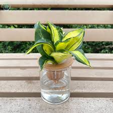 「扭蘭」的圖片搜尋結果