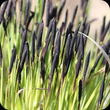 Attēlu rezultāti vaicājumam “Carex nigra”