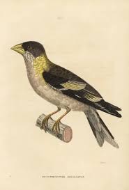 Image result for Hesperiphona vespertina