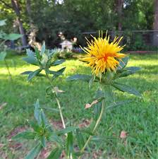 Image result for Carthamus tinctorius