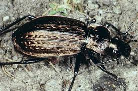 Attēlu rezultāti vaicājumam “Carabus granulatus”