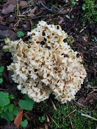 Attēlu rezultāti vaicājumam “Sparassis crispa”