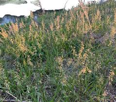 Attēlu rezultāti vaicājumam “Hierochloe odorata”