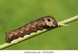 Attēlu rezultāti vaicājumam “Deilephila elpenor”