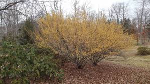 Attēlu rezultāti vaicājumam “Hamamelis vernalis”