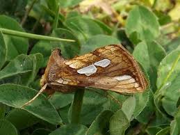 Attēlu rezultāti vaicājumam “Plusia festucae”