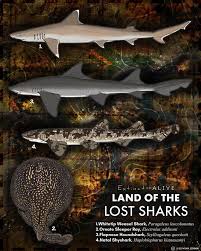 Image result for Scylliogaleus quecketti