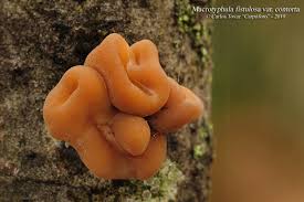 Attēlu rezultāti vaicājumam “Macrotyphula fistulosa var. contorta”