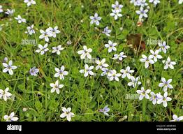 Image result for Lobelien