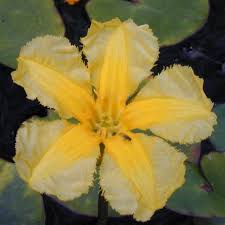 Image result for Seekanne