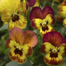 Image result for Viola cornuta
