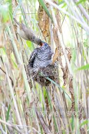 Attēlu rezultāti vaicājumam “Cuculus canorus adult”