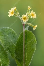Attēlu rezultāti vaicājumam “Primula x polyantha”