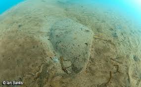 Image result for Gymnura micrura