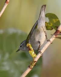 Image result for Vermivora peregrina