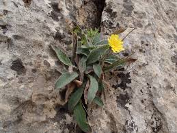 Attēlu rezultāti vaicājumam “Hieracium”