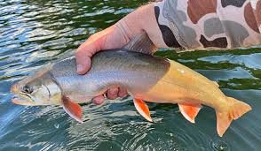 Image result for Salvelinus alpinus oquassa