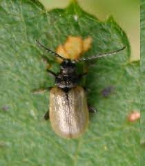 Attēlu rezultāti vaicājumam “Lochmaea caprea”