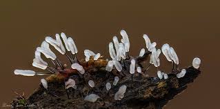 Attēlu rezultāti vaicājumam “Stemonitopsis hyperopta var. landewaldii”