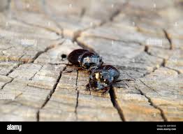 Attēlu rezultāti vaicājumam “Paracorymbia maculicornis imago”