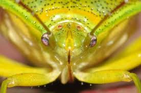 Attēlu rezultāti vaicājumam “Elasmostethus interstinctus imago”