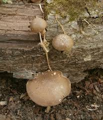 Attēlu rezultāti vaicājumam “Polyporus ciliatus”